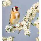 RSPB Goldfinch Blossom Card Pack 5 per pack