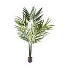 Crossland Grove Kentia Palm Tree 600X600X1800Mm