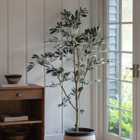 Crossland Grove Olive Tree Large 600X600X1820Mm