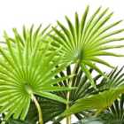Greenbrokers Artificial Fan Finger Palm Tree In Pot 95Cm/3Ft