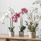 Crossland Grove Orchid Pink W/Ceramic Pot 300X220X500Mm