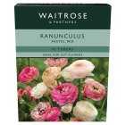 Waitrose Garden Ranunculus Tubers Pastel Mix, 10s