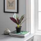 Artificial Chinese Evergreen in Black Plant Pot