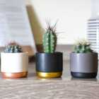 Thompson & Morgan 3 x Cactus 5.5cm x 3 + ceramic small metallic pots