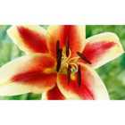 Thompson and Morgan Tree Lily 'Pink Explosion' 3 bulbs