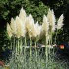 Thompson and Morgan Cortaderia selloana 'White' Pampas Grass 11cm x 1