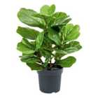 Premier Decorations Potted Artificial Ficus Lyrate