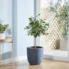 Thompson and Morgan Lime Tree 9cm pot - 1 plant