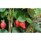 Thompson & Morgan 12 x Strawberry Mount Everest 12 Bare Roots