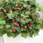 Thompson & Morgan 1 x Raspberry (Rubus idaeus) Yummy 12cm Pot