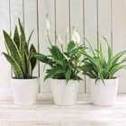 Thompson and Morgan Purifying Plant Collection - 3 Plants Snake / Peace Lily / Spider Plant