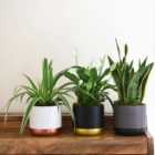 Thompson & Morgan 6 x Purifying Plant Collection - Snake / Peace Lily / Spider Plant