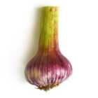Natoora Fresh Garlic Bulb