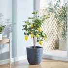 Thompson and Morgan Lemon Tree 9cm pot - 1 plant
