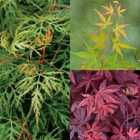 Thompson and Morgan Acer Oriental Collection 10.5cm pots - 3 plants
