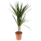 House Plant - Dragon Tree - Marginata - 17cm Pot size - 70-90 cm Tall - Dracaena Marginata - Indoor Plant
