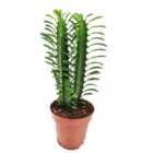 House Plant - African Milk Tree - Green - 12 cm Pot size - 20-30 cm Tall - Euphorbia Trigona - Indoor Plant