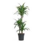 House Plant - Palm - Ulises - 21 cm Pot size - 90-110 cm Tall - Dracaena Fragrans - Indoor Plant