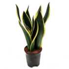House Plant - Snake Plant - Black Gold - 9 cm Pot size - 20-30 cm Tall - Sansevieria Trifasciata - Indoor Plant