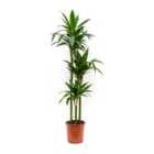 House Plant - Palm - Janet Craig - 27 cm Pot size - 130-150 cm Tall - Dracaena Fragrans Janet Craig - Indoor Plant
