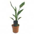 House Plant - Bird Of Paradise - 12 cm Pot size - 30-40 cm Tall - Strelitzia Reginae - Indoor Plant