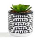 Artificial Succulent in Black and White Teardrop Plant Pot