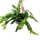 House Plant - Fishbone Cactus - 15 cm (Includes Hanger - XL) Pot size - 40-50 cm Tall - Epiphyllum Anguliger - Indoor Plant
