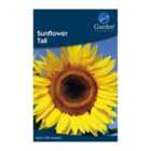 Sunflower Tall (Helianthus annuus giganteus)