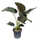 House Plant - Alocasia Wentii - 12 cm Pot size - 40-50 cm Tall - Hardy Elephant's Ear - Indoor Plant