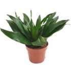 House Plant - Corn Plant - Compacta - 12 cm Pot size - 20-30 cm Tall - Dracaena Fragrans - Indoor Plant