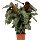 House Plant - Never Never Plant - Compact Star - 24 cm Pot size - 110-130 cm Tall - Ctenanthe - Indoor Plant