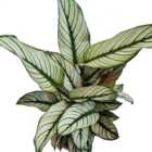 House Plant - Prayer Plant - Whitestar - 14 cm Pot size - 40-50 cm Tall - Calathea Goeppertia Majestica - Indoor Plant