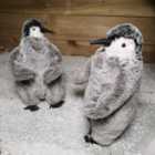Set of 2 Standing Christmas Penguins in Different Poses