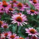 Thompson & Morgan 12 x Echinacea 'Nectar Pink' Plug Plants