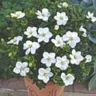 Thompson and Morgan Gardenia Jasminoides Kleim's Hardy 9cm Pot x 1
