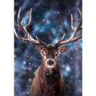 Animal Photographs Christmas Card Pack 24 per pack