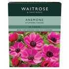 Waitrose Garden Anemone Sylphide Cerise Corms, 15s