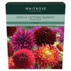 Waitrose Dahlia Cutting Garden Collection Tubers, 4s