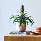Pineapple House Plant in Earthenware Pot