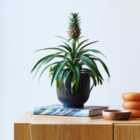 Pineapple House Plant in Ribbed Pot