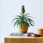 Pineapple House Plant in Elho Pot