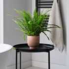 Boston Fern House Plant in Ribbed Pot