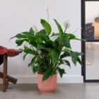 Peace Lily House Plant in Elho Pot
