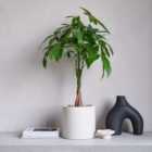 Money Tree House Plant in Earthenware Pot