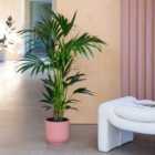 Kentia Palm House Plant in Elho Pot