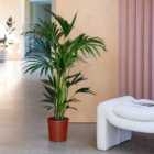 Kentia Palm House Plant