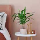 Yucca House Plant in Earthenware Pot