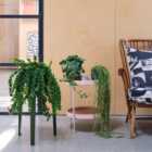 Hanging Potted House Plant Bundle