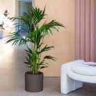 Kentia Palm House Plant in Earthenware Pot
