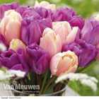 Thompson and Morgan Tulip Magic Lavender & Mango Charm 40 Bulbs